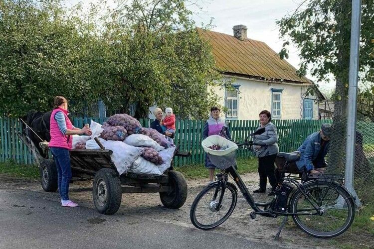 Для лікарні у Маневичах назбирали по селах громади понад 25 тонн картоплі