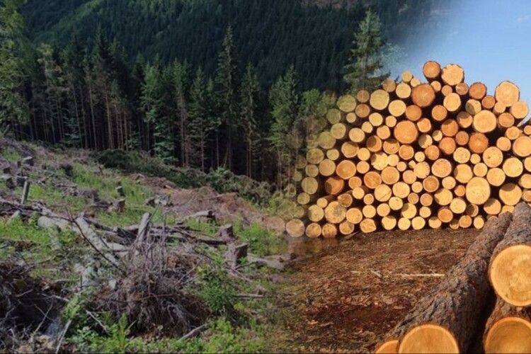 Екологи Волині назвали суму збитків, завданих природному середовищу 
