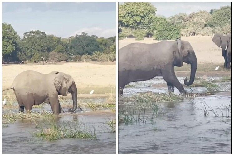 Слониха затоптала гігантського крокодила, захищаючи своє слоненя