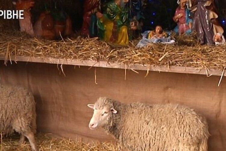 Пастушки з ягнятком: на подвір'ї рівненського храму – вертеп зі справжніми вівцями (Відео)