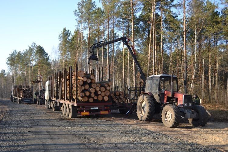 У волинських лісників дров достатньо