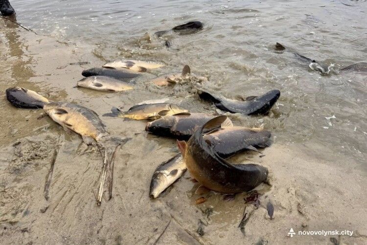 У міське озеро на Волині запустили пів тонни коропів, амурів та товстолобів