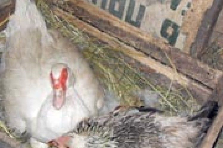 ФОТО НА КОНКУРС: а кажуть, жіночої дружби не буває!