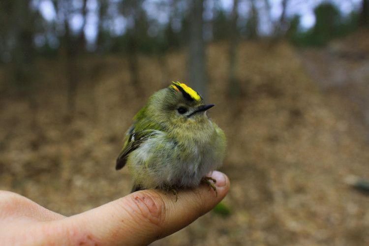 На Волині заспівала найменша пташка в Україні – золотомушка жовточуба (фото)