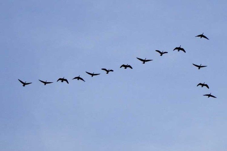 «Цуманська пуща» кличе природолюбів на весняну зустріч птахів