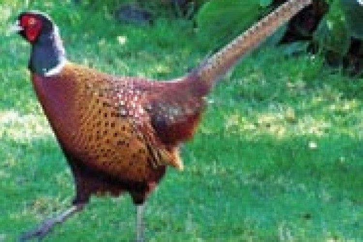 ЧИ ЗАСПІВАЮТЬ  ГЛУХАРІ НА ПОЛІССІ?