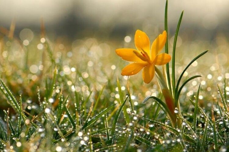 Якою буде погода на Волині