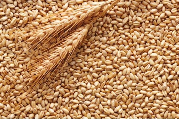 Цьогоріч Україна вже експортувала пшениці на 1,87 мільярда доларів