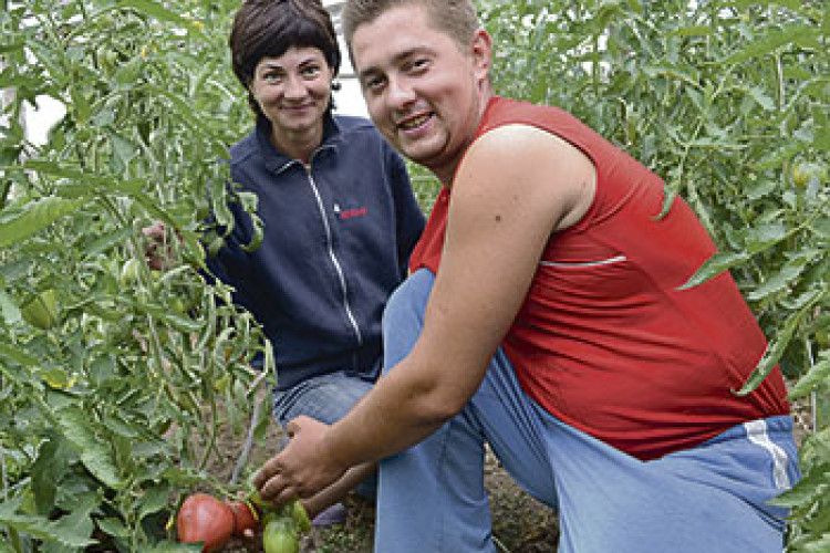 «А В НАС — КІЛОГРАМОВІ ПОМІДОРИ!»