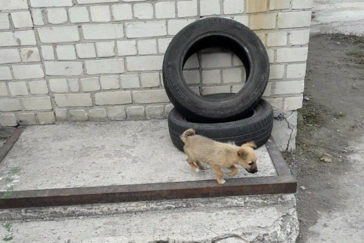 У Дніпрі врятували маленького пса, який втрапив у велику халепу