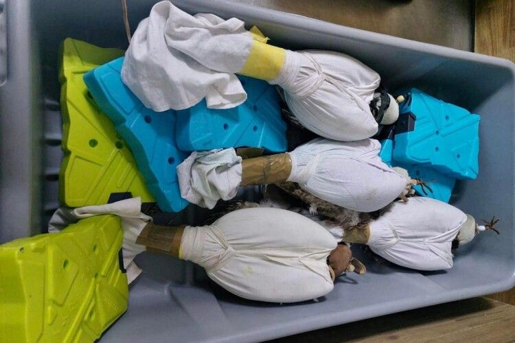 В аеропорту «Бориспіль» у валізі знайшли чотирьох обмотаних скотчем соколів: пасажир-бузувір намагався переправити птахів до Катару (Відео, фото)