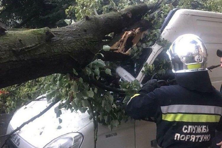 Через негоду в Рівному дерево привалило буса (Фото)