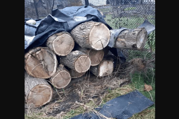 На Волині злодій поцупив дуби