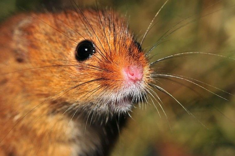 Величезні миші знищують рідкісних птахів