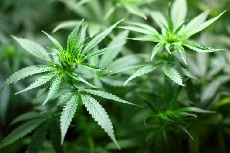 Волинянина, який торгував марихуаною, можуть посадити на десять років