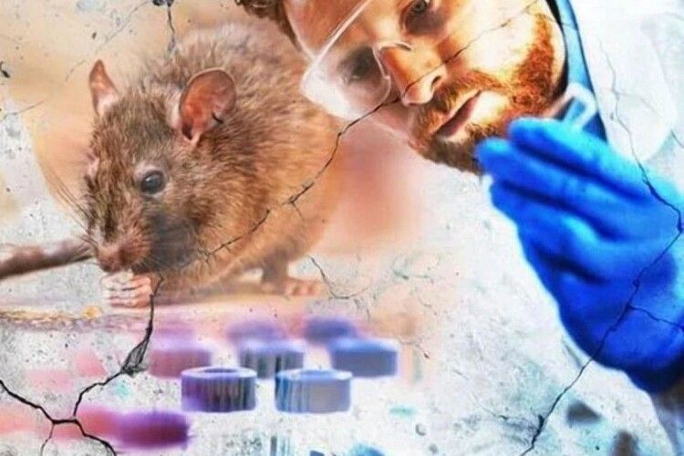 Як не одне, то друге: у Китаї зафіксовано першу смерть від хантавірусу