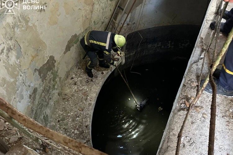 У Нововолинську рятувальники дістали собаку із каналізаційної ями