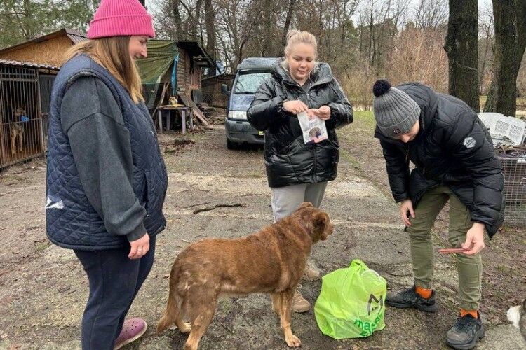 «Таємний Санта»: як небайдужі волиняни та активісти піклуються про безпритульних тварин (Відео)