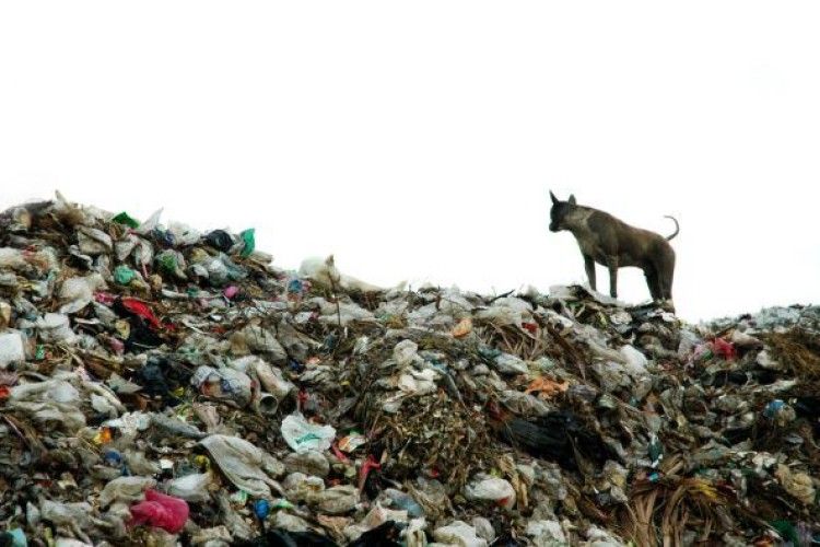 Українці «рекордсмени» за створенням відходів