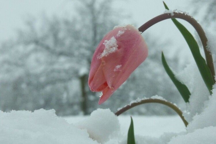 8 березня на Волинь повернулася зима: прогноз погоди на найближчі дні