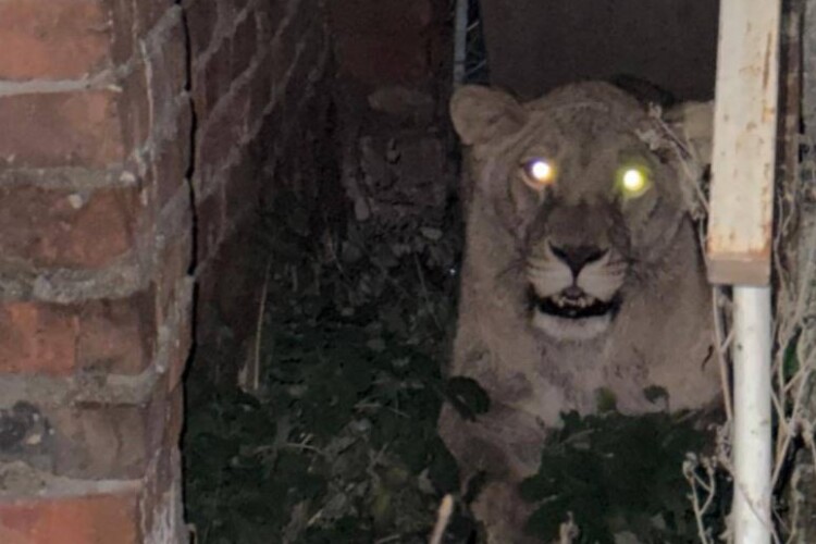 Упіймали другу левицю, яка втекла у Хмельницькому