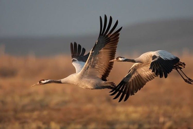 Волинян закликали задирати голови догори й рахувати журавлів