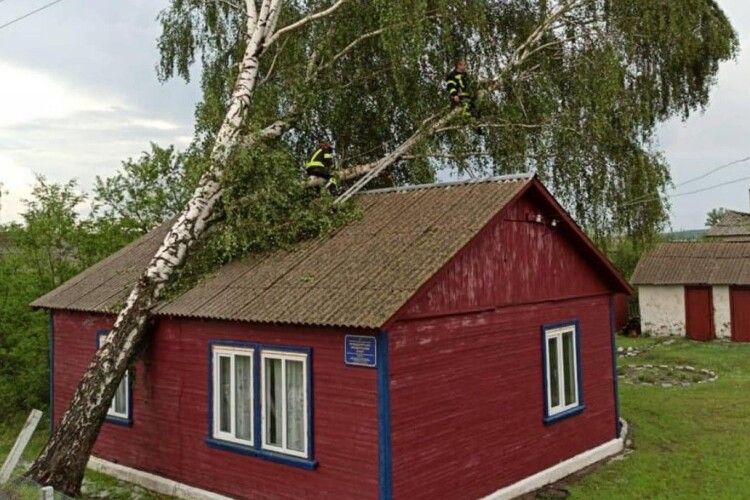 У селі на Рівненщині на фельдшерсько-акушерський пункт впало велике дерево (Відео)