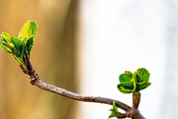 Сніг, дощ, а потім +18°: коли на Волинь нарешті прийде весняне тепло