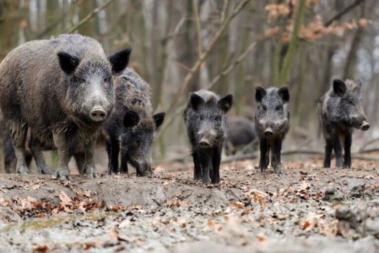 У Луцькому районі зафіксовано африканську чуму свиней