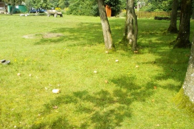 На подвір’ї виросло близько 200 боровиків