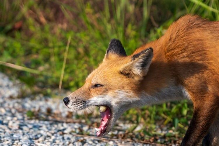 У минулому році на Волині зафіксовано 65 випадків сказу