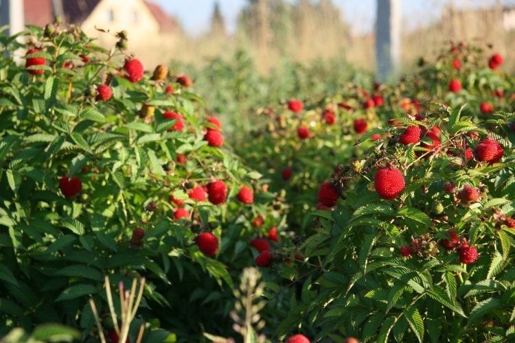 Україна входить до найбільших світових виробників малини