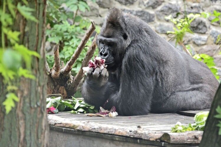 Єдиній горилі в Україні виповнилося 48 років: фото іменинника