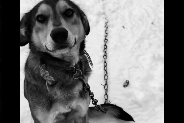 На Волині задушили собаку: так святкували Щедрий вечір по-московському (Фото, відео)