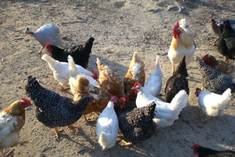 На Херсонщині спалах пташиного грипу