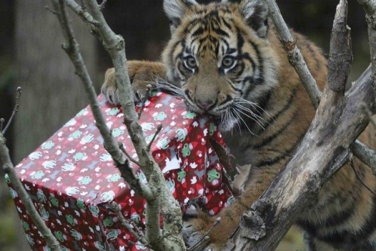 Лондонські тигри вже спробували на зуб свої різдвяні подарунки (фото)