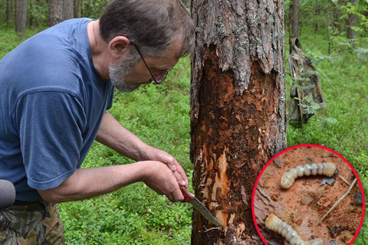 Зброя масового ураження для сосон та ялин