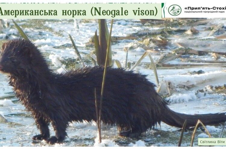 На Волині поселилась американська норка, від смороду якої нудить лисиць