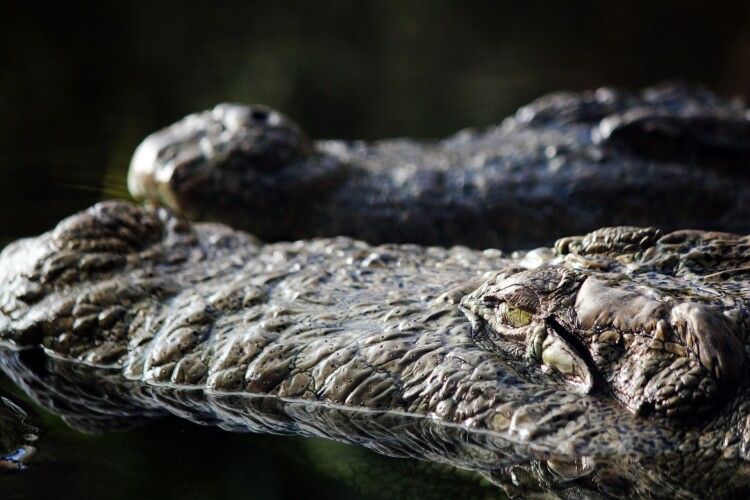 На популярному українському курорті виявили крокодила завдовжки близько півтора метра