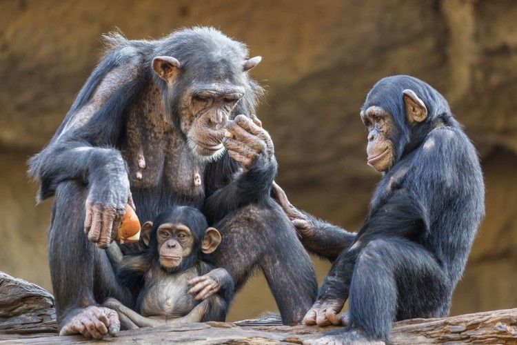 Головне – не бути мавпами!