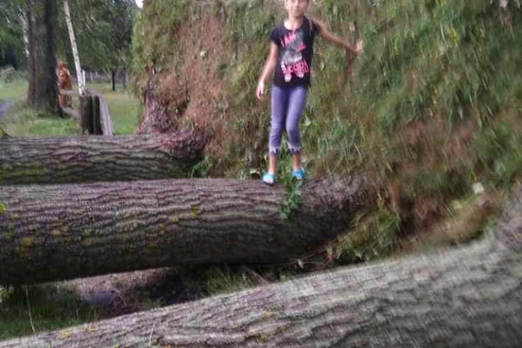 На Любешівщині вітер виривав великі дерева з корінням