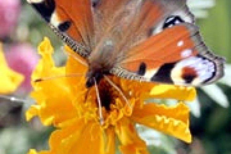 ПОГОДА: короткий  подих «бабиного літа»