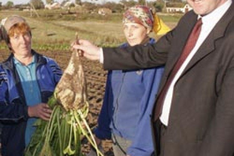 ЧОМУ ВИСОКИЙ УРОЖАЙ  НЕ ТІШИТЬ БУРЯКОВОДІВ?