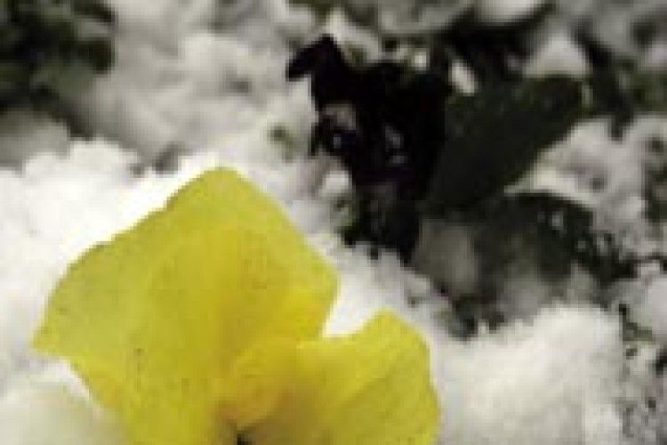 КОЛЕКЦІЯ АНОМАЛІЙ: що сховав запізнілий сніг