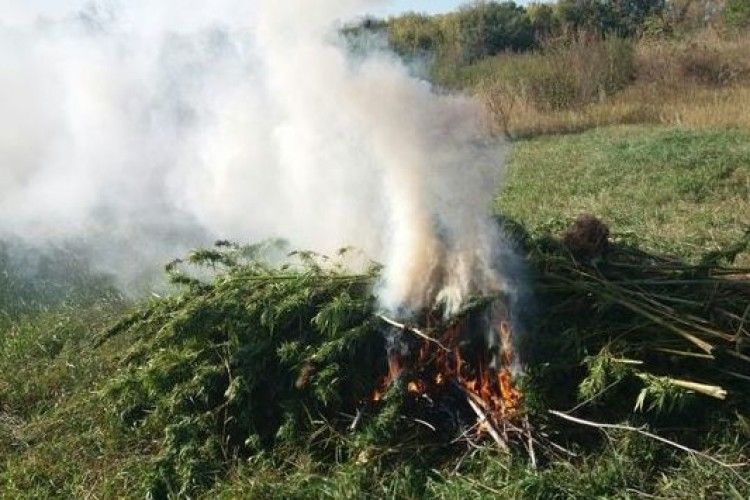 На Сумщині прикордонники виявили близько 100 кущів конопель