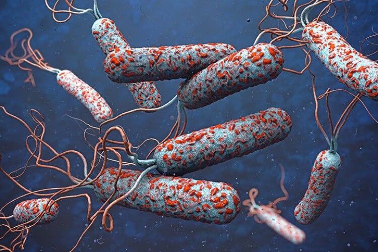 Найстрашніше - холера: інфекціоніст розповіла про наслідки вимивання всіх вигрібних ям на затоплених територіях