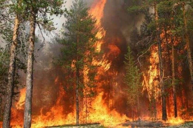 На Херсонщині лісова пожежа підбирається до сіл: окупанти не дають гасити 