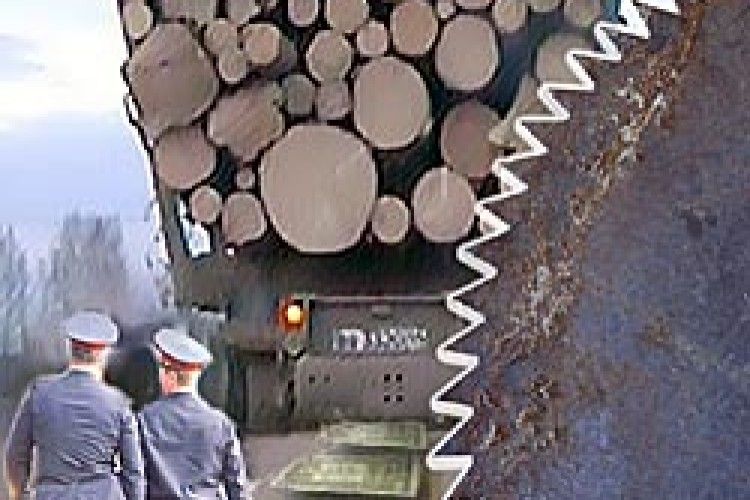 ЛІСОКРАДІВ «КРИШУЮТЬ» ЧИНОВНИКИ І ПРАВООХОРОНЦІ