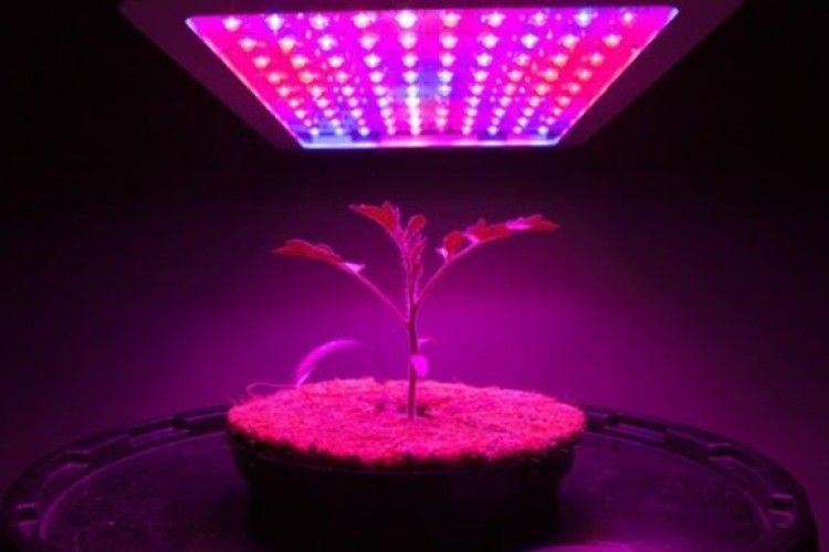 Навіщо космонавтам... канабіс?