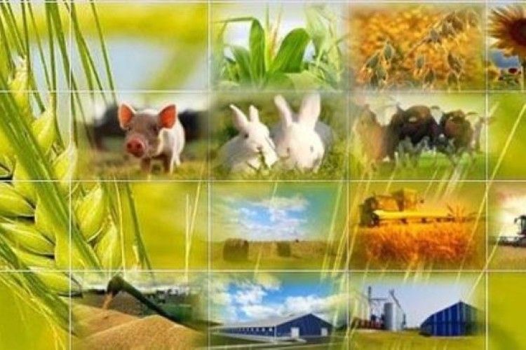 35 мільйонів гривень держава спрямувала на підтримку рівненських аграріїв
